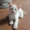 0000chiuchua