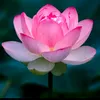 hanhhoa_2509