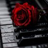sky_rose1403