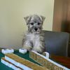 carmytheminischnauzer