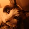 bigcat_time