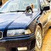 amjed_albrasy
