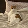 kooterkatt