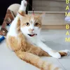 yuyyuykanlaya