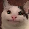 toibinguu123