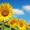 sunflower.vibez23