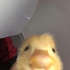 ducklingwow