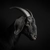 darkomtgoatttv