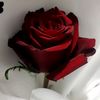 salwe.6232