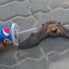 pepsibatz