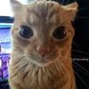 localshortie24