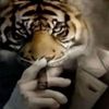 paws847