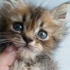 bapauw_meong
