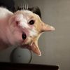 mkultrarobocat