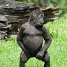 beachmonkies