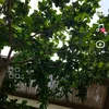 quenmau1
