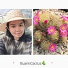 buarincactus