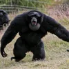 bigunitgibbon