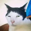 meonuadem
