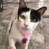 meownamnom