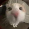 piecksbride