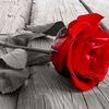 user611343091