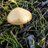 growingmushroom