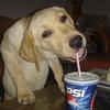 pepsidogg