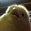 imboringyes