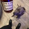 moneybaggjo10