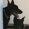 ixnenus