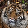 hamadatiger09