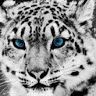 prince_m_h_d