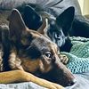 shepherdmom_rmft