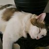 ms.miow