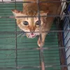 ngoc_kieu_phan