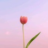 tulipa.spp