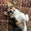 lizzielemon_corgi