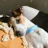 jack_russel_puppy