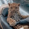 king_1.2.8