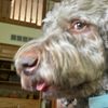 myles.andrew.the.doodle