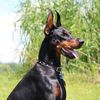 danceswithdobermans