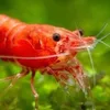 .squilla