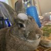 beefy_five_layer_flemish