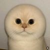 slssssbil
