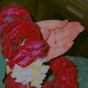 aiman_0047