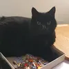 arturelgato