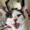 tom_teh_cat