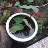 d_hoanglong84