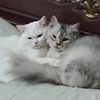 kim_muhsi